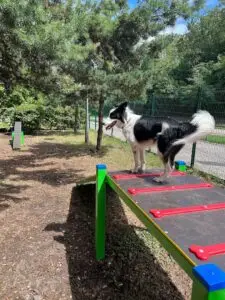 Parc agility à Chatillon