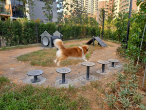 Parc agility à Singapour